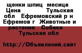 щенки шпиц 2месица › Цена ­ 60 000 - Тульская обл., Ефремовский р-н, Ефремов г. Животные и растения » Собаки   . Тульская обл.